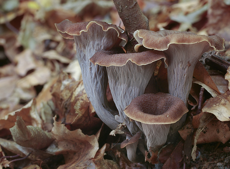 Craterellus cornucopioides